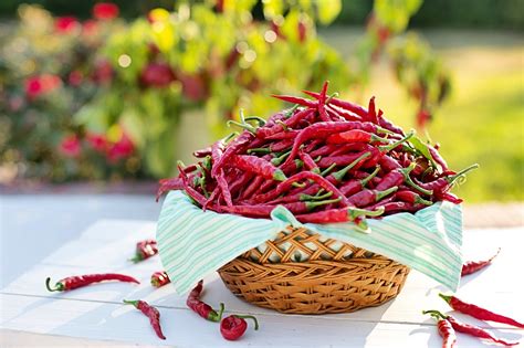 Wellhealthorganic Red Chilli You Should Know About Red Chilli