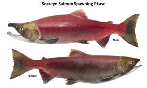 Sockeye Salmon Bilolgy and Lifecycle - Salmon Fishing Now