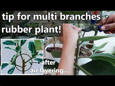 HOW TO PROPAGATE RUBBER TREE BY MARCOTTING Air Layering Propagation