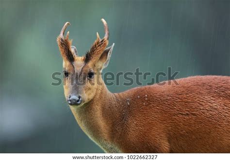 Indian Muntjac: Over 660 Royalty-Free Licensable Stock Photos | Shutterstock