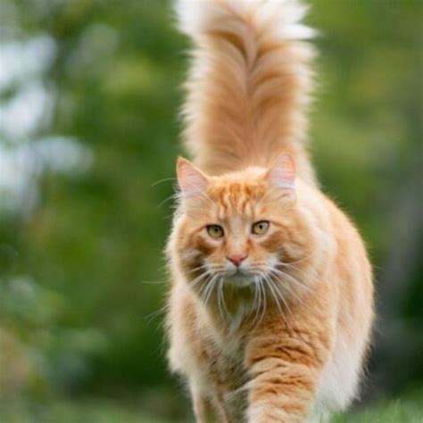 Can Cats Control Their Tails That Cuddly Cat