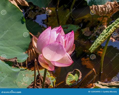 Lotus Flower Sagrado Cor De Rosa Imagem De Stock Imagem De Sagrado