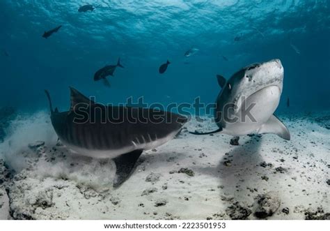 Ancient Predators Tiger Shark Deep Blue Stock Photo 2223501953 | Shutterstock