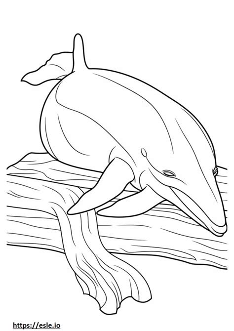 Baleen Whale Sleeping Coloring Page