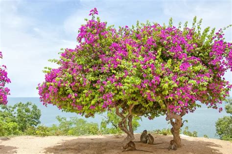 Pink Bougainvillea Tree 3 — Stock Photo © Tonygers #23480769