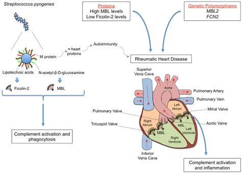 Pathophysiology Of Rheumatic Heart Disease