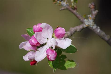 Apple Blossoms Tree Flowers Free Photo On Pixabay Pixabay