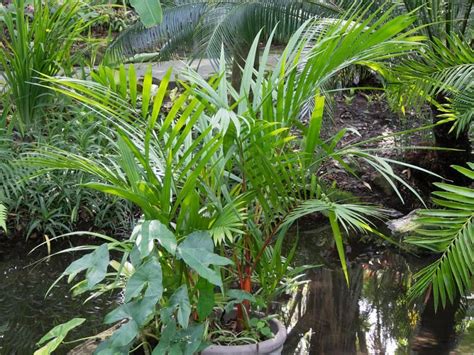 C Mo Cuidar A La Palmera Roja Tipos De Plantas Plantas Rojo