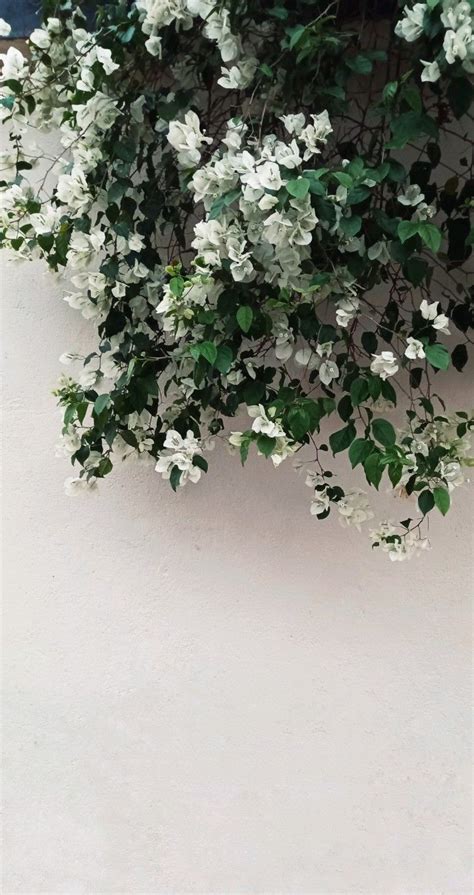 Delicate White Flower Blossoming