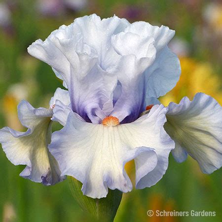 Bearded Iris Bulbs | German Iris | Reblooming Iris Bulbs