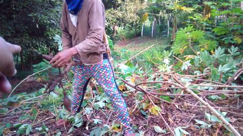 Harvesting Cassava Tree Youtube