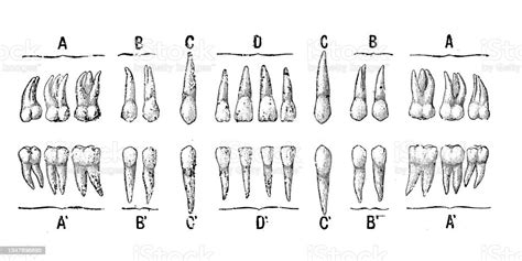 Antique Illustration Human Teeth Dentition Stock Illustration Download Image Now 19th