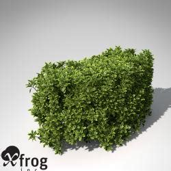 Xfrogplants Golden Privet 3d Models STLFinder