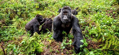 Uganda Gorilla Trekking 3 Day Safari Saso Gorilla Safaris Uganda