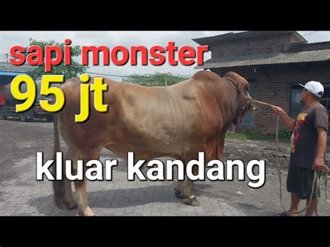 SAPI RAKSASA SAPI BESAR SAPI MONSTER SAPI SUPER KELUAR KANDANG YouTube