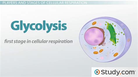 Glycolysis Pathway Steps And Products Lesson