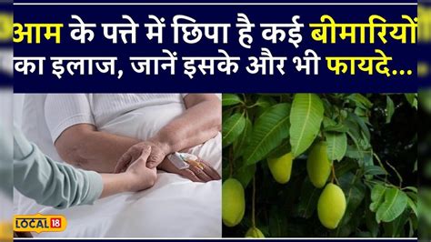 Health News आम के पत्ते में छिपा है कई बीमारियों का इलाज जानें इसके