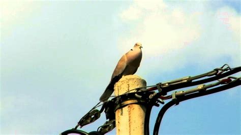 Dove Sound | Free Stock Footages | Birds Videos | Animal Video