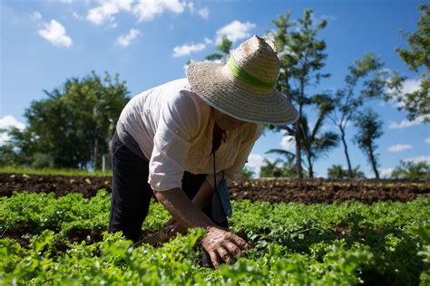 EcologÍa Y Sustentabilidad AgrÍcola En MÉxico Revista Infoagro México