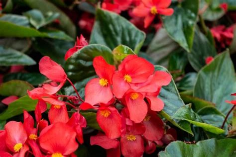 Plantes Vivaces Pour Massif Part Les P Tunias Et Les Soucis