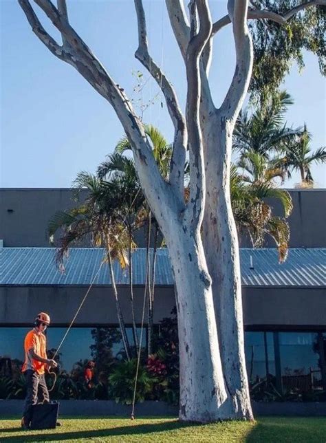 Aussie Tree Lopping Ipswich Tree Removal Service Experts