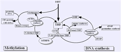 Mthfr Methylenetetrahydrofolate Reductase