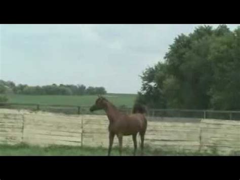 Belle Of The Ball Georgio AF X Tahwni Mara Arabian Mare YouTube