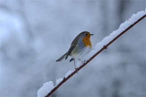 Free Images Nature Branch Snow Cold Winter Wing Wildlife Beak