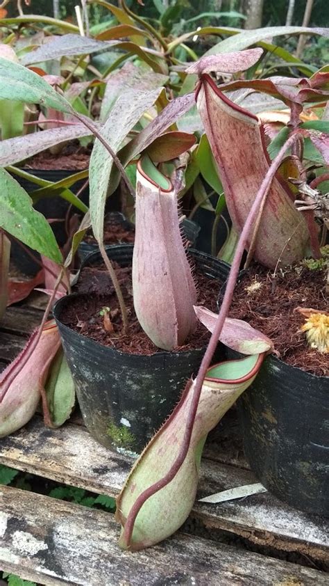 Nepenthes Albomarginata Cameroon Highlands Pitcher Plant Farm