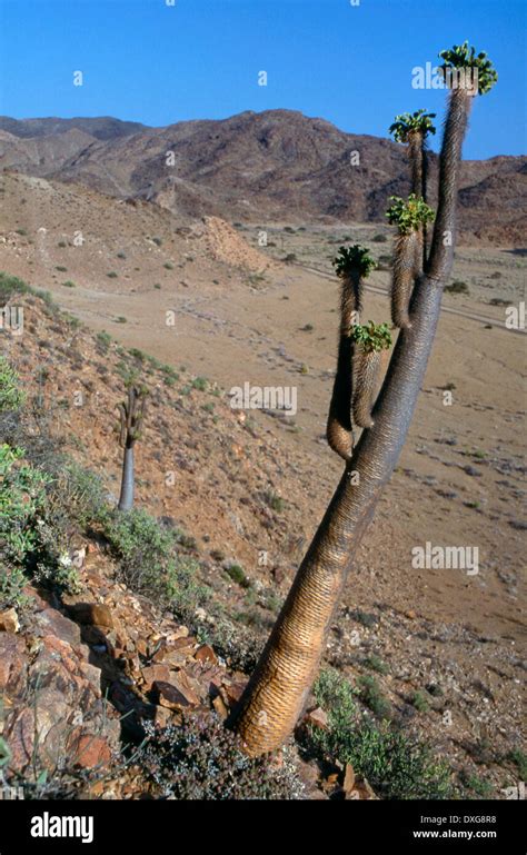 Pachypodium Namaquanum Halfmens In The Richtersveld Stock Photo Alamy