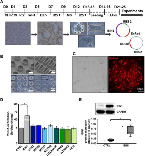 Bin Is Successfully Expressed In Transduced Hipsc Cm A Schematic