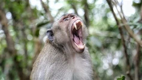 Monkey Mayhem Tails Of Mischief Make Headlines Worldwide Thaiger