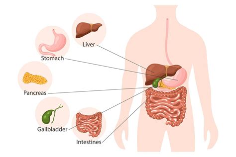 Humano Digestivo Sistema Anatom A Infografia Bandera H Gado Est Mago