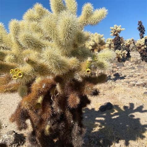 Cholla Cactus Garden Trail in Joshua Tree National Park, CA (30 Photos)