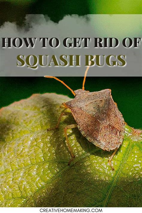 How To Kill Squash Bugs Creative Homemaking