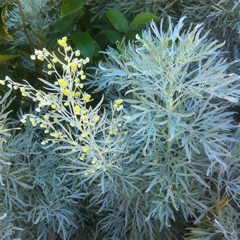 Artemisia absinthium (Artemisia, Wormwood) | North Carolina Extension Gardener Plant Toolbox