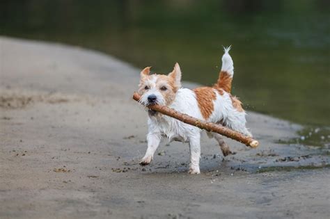 Jack Russell Terrier Corre Ao Longo Da Margem Do Rio O Cachorro Carrega