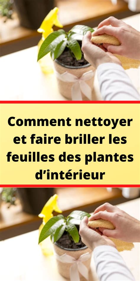 Comment nettoyer et faire briller les feuilles des plantes dintérieur