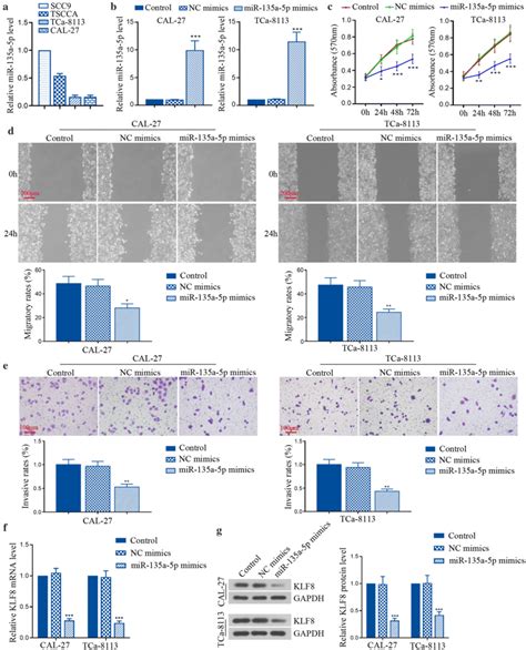 Mir 135a 5p Overexpression Suppressed Tumor Cell Progression And Klf8