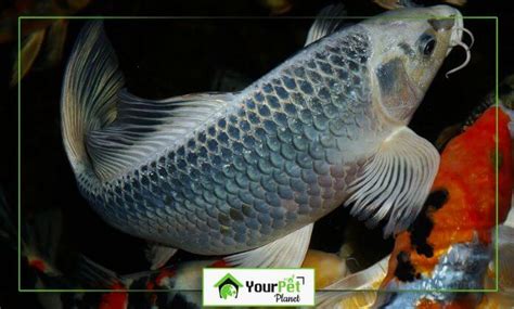 Ghost Koi A Complete Guide To Their Behavior Types And Lifespan Updated 2024