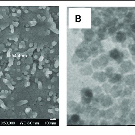 SEM And TEM Images Of Fe 3 O 4 PNIPAM B PAzoMA Nanoparticles