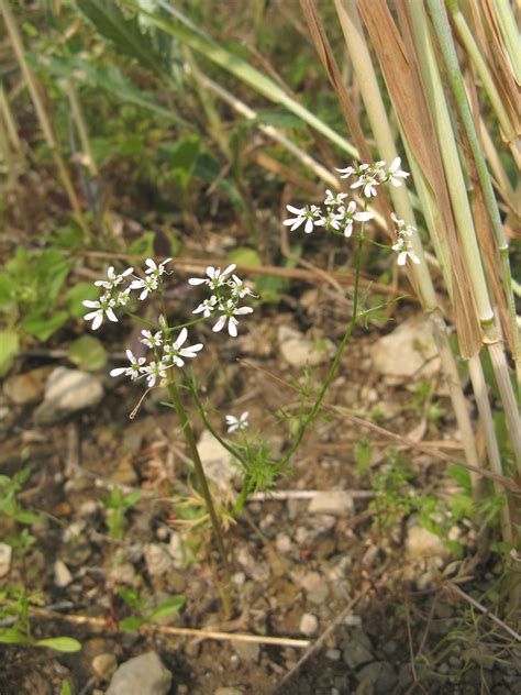 Bifora radians (wild bishop): Go Botany