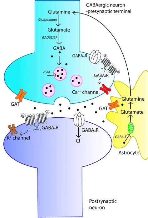 Gaba Supplement Dosage What Does Gaba Do