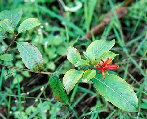 Hamelia Patens Jacq RUBIACEAE Scamperdale Flickr