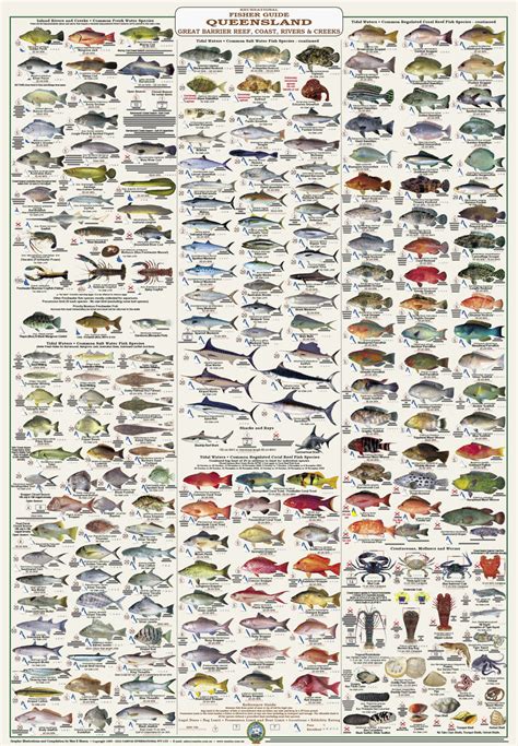 FISH & MARINE LIFE IDENTIFICATION WALL CHARTS, FIELD GUIDES & DECAL/ST ...