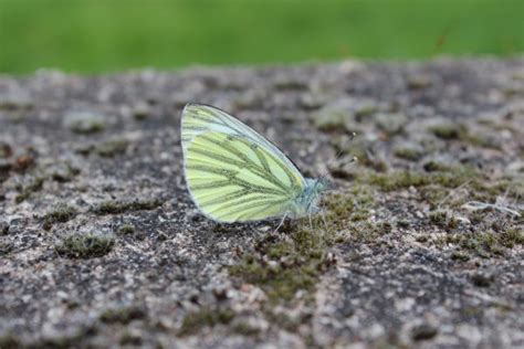 Fotos Gratis Mano Naturaleza Ala Fotograf A Hoja Flor Fauna