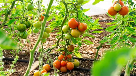 The Kitchen Garden Combe Grove Health And Wellbeing Centre Combe