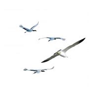 Flock of Flying Bird PNG Pic | PNG All