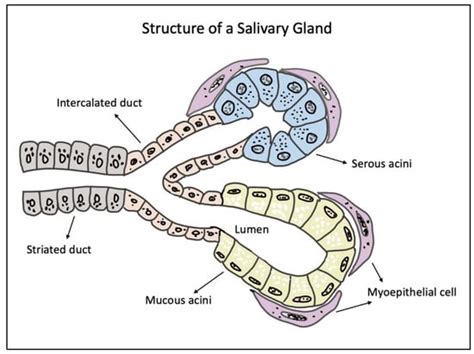 Hydrogels For Salivary Gland Tissue Engineering