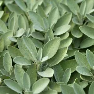 Great Companion Plants For Boxwoods Herbvity